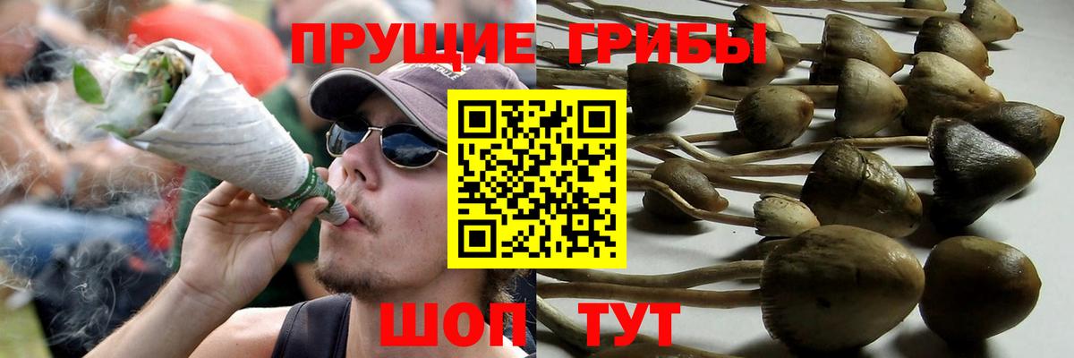 Псилоцибиновые грибы Psilocybe Тимашёвск